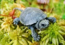 animals turtles reptiles baby animals 2150x1520 wallpaper Art HD Wallpaper